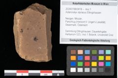 Foto (Objekt + Etikett) von Asterocalyx styriacus Ettingshausen (NHMW-GEO-2024-0188-0418)